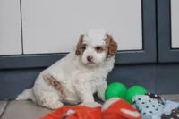 Hallie, a female Miniature Goldendoodle for sale in Sugarcreek, OH – Photo 9 of 10