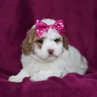 Hallie, a female Miniature Goldendoodle for sale in Sugarcreek, OH – Photo 4 of 10