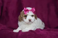 Hallie, a female Miniature Goldendoodle for sale in Sugarcreek, OH – Photo 4 of 10