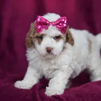 Hallie, a female Miniature Goldendoodle for sale in Sugarcreek, OH – Photo 7 of 10