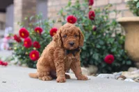 Kingstone, a male Miniature Labradoodle for sale in Sugarcreek, OH – 3 of 6