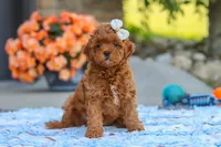 Fiona, a female Cavapoo for sale in Sugarcreek, OH – 4 of 6