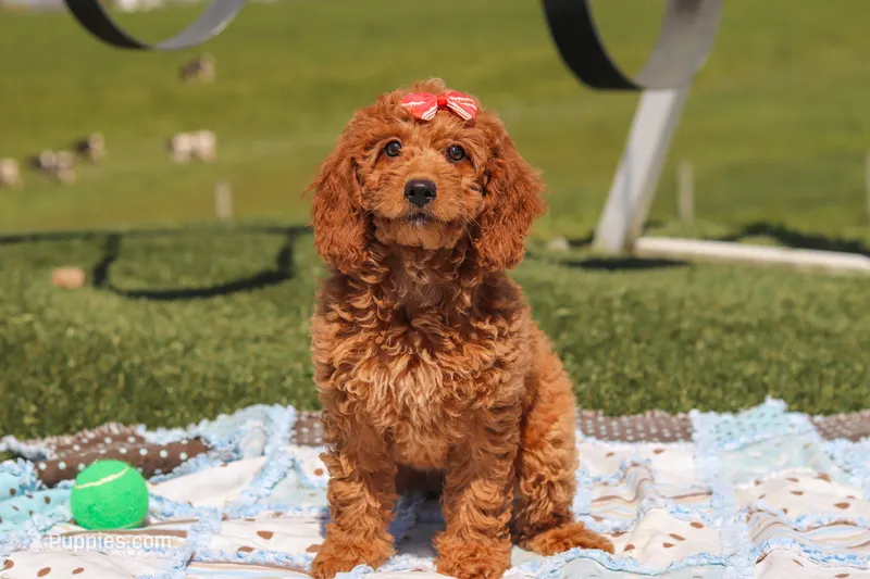 Treva – Miniature Labradoodle puppy on hold in Sugarcreek, OH