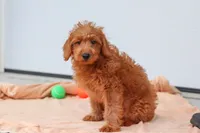 Sandy, a female Miniature Labradoodle for sale in Sugarcreek, OH – 6 of 8
