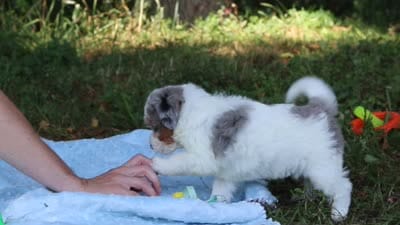 Ira, a male Miniature Bernedoodle for sale in Sugarcreek, OH – 8 of 8