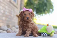 Evalyn, a female Miniature Goldendoodle for sale in Sugarcreek, OH – 4 of 5