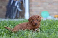 Emily, a female Miniature Goldendoodle for sale in Sugarcreek, OH – 4 of 5