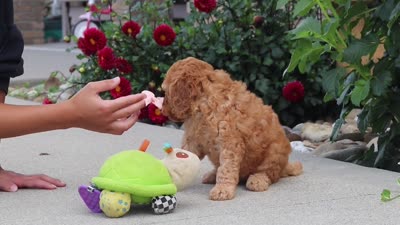 Kalea, a female Miniature Labradoodle for sale in Sugarcreek, OH – 6 of 6