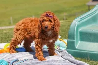 Tonya , a female Miniature Labradoodle for sale in Sugarcreek, OH – 3 of 5