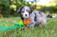Ira, a male Miniature Bernedoodle for sale in Sugarcreek, OH – 2 of 8