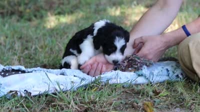 Ice, a male Miniature Bernedoodle for sale in Sugarcreek, OH – 3 of 7
