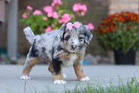 Miley, a female Miniature Bernedoodle for sale in Sugarcreek, OH – 4 of 5