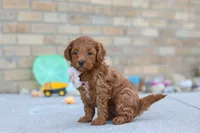 Elin, a female Miniature Goldendoodle for sale in Sugarcreek, OH – 5 of 5