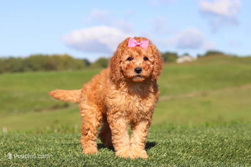 Kalea – Miniature Labradoodle puppy for sale in Sugarcreek, OH