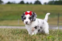 Holly, a female Miniature Bernedoodle for sale in Sugarcreek, OH – 4 of 7