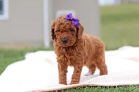 Tilly, a female Miniature Labradoodle for sale in Sugarcreek, OH – Photo 6 of 8