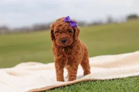 Tilly, a female Miniature Labradoodle for sale in Sugarcreek, OH – Photo 5 of 8