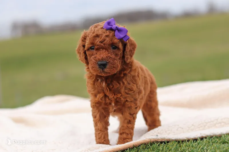 Tilly – Miniature Labradoodle puppy for sale in Sugarcreek, OH