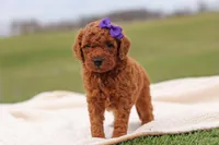 Tilly, a female Miniature Labradoodle for sale in Sugarcreek, OH – Photo 1 of 8