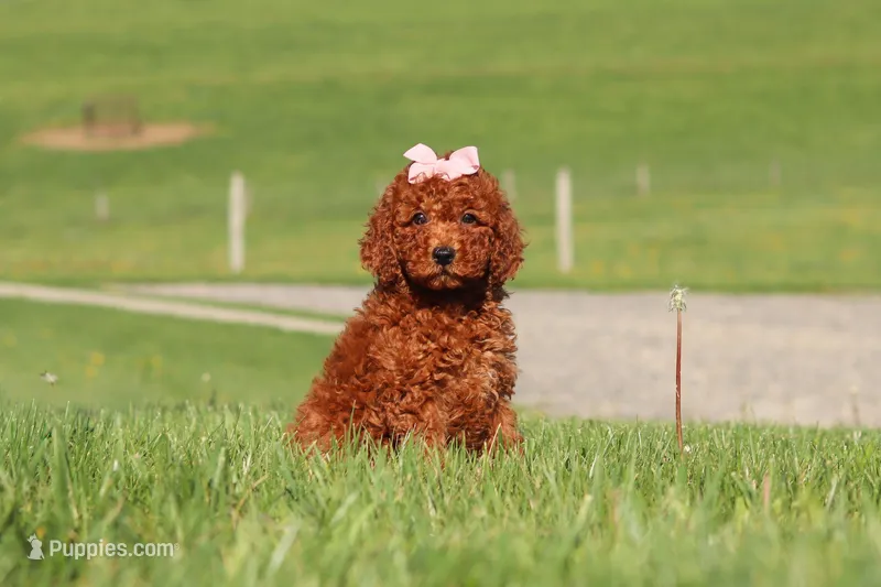 Tilly – Miniature Labradoodle puppy for sale in Sugarcreek, OH