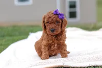 Tilly, a female Miniature Labradoodle for sale in Sugarcreek, OH – Photo 2 of 8