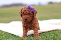 Tilly, a female Miniature Labradoodle for sale in Sugarcreek, OH – Photo 4 of 8