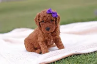 Tilly, a female Miniature Labradoodle for sale in Sugarcreek, OH – Photo 3 of 8