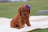 Tilly, a female Miniature Labradoodle for sale in Sugarcreek, OH – Photo 8 of 8