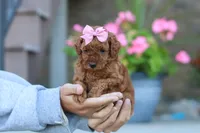 Nala, a female Poodle - Miniature  for sale in Sugarcreek, OH – 4 of 10