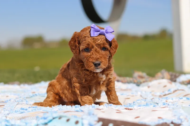 Callie – Goldendoodle puppy for sale in Sugarcreek, OH