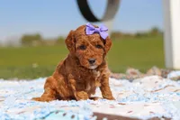 Callie, a female Goldendoodle for sale in Sugarcreek, OH – 1 of 6