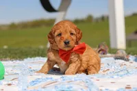 Chase, a male Goldendoodle for sale in Sugarcreek, OH – 1 of 6