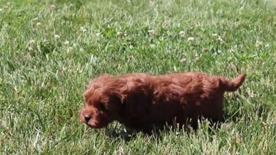 Jaiden, a male Cavapoo for sale in Sugarcreek, OH – 5 of 5