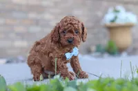 Teo, a male Cavapoo for sale in Sugarcreek, OH – 2 of 5