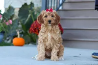 Jasmine, a female Miniature Labradoodle for sale in Sugarcreek, OH – 5 of 7