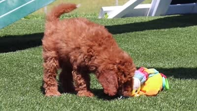 Calvin, a male Goldendoodle for sale in Sugarcreek, OH – 6 of 6