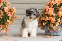 Dannie, a male Miniature Bernedoodle for sale in Sugarcreek, OH – 8 of 10