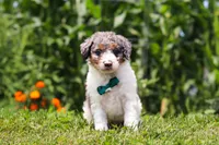 Grady, a male Miniature Bernedoodle for sale in Sugarcreek, OH – 1 of 5
