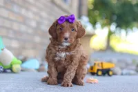 Ember, a female Miniature Goldendoodle for sale in Sugarcreek, OH – 3 of 4