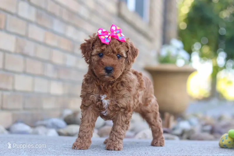 Eve – Miniature Goldendoodle puppy for sale in Sugarcreek, OH