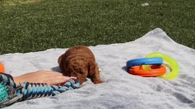 Callie, a female Goldendoodle for sale in Sugarcreek, OH – 6 of 6