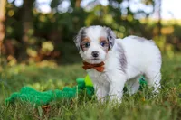 Ike, a male Miniature Bernedoodle for sale in Sugarcreek, OH – 3 of 9