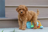 Felecia, a female Cavapoo for sale in Sugarcreek, OH – 4 of 8
