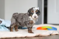 Darla , a female Miniature Bernedoodle for sale in Sugarcreek, OH – 5 of 9