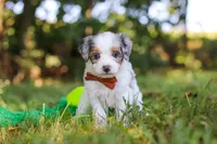 Ike, a male Miniature Bernedoodle for sale in Sugarcreek, OH – 6 of 9