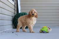 Jade, a female Miniature Labradoodle for sale in Sugarcreek, OH – 5 of 6