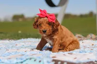 Crystal, a female Goldendoodle for sale in Sugarcreek, OH – 3 of 6