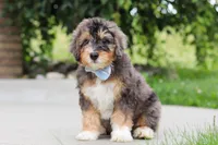 Duke, a male Miniature Bernedoodle for sale in Sugarcreek, OH – 4 of 7