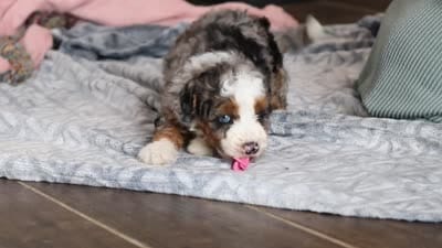 Daisy, a female Miniature Bernedoodle for sale in Sugarcreek, OH – 10 of 10