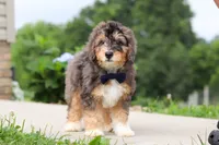 Duke, a male Miniature Bernedoodle for sale in Sugarcreek, OH – 5 of 7